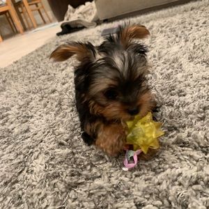 Meet your Posher, Matthew